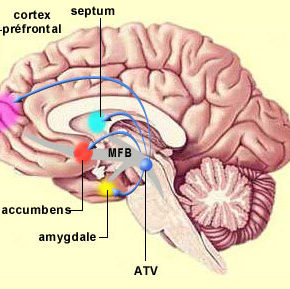 Cartographie du cerveau et grandes voies nerveuses : le “MFB” toujours à l’étude !