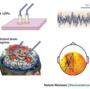 Synchronisation de l’activité dynamique du cerveau : quand Laborit mène à Varela