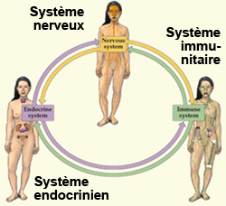 3-systemes